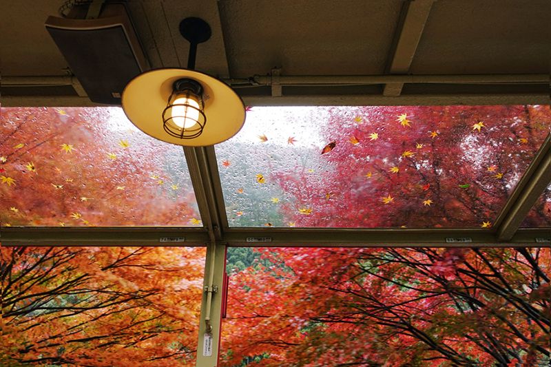 A window with a view of fall. Learn the Facts About Carbon Monoxide.